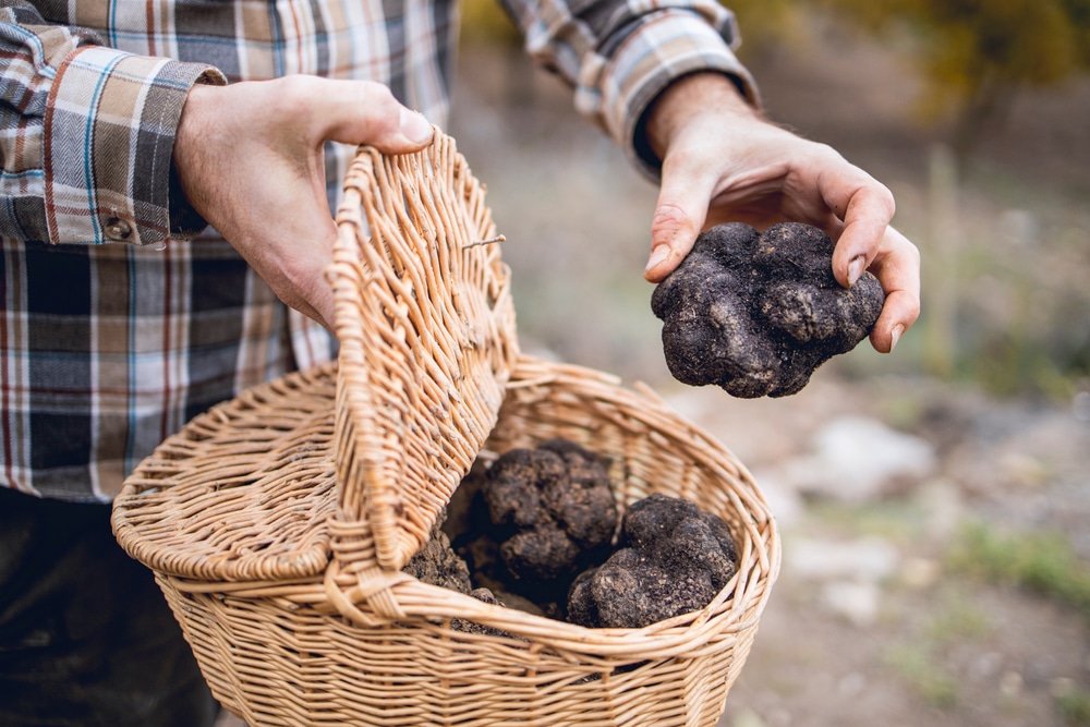 Panier gastronomique Diamant Noir sur le thème de la truffe