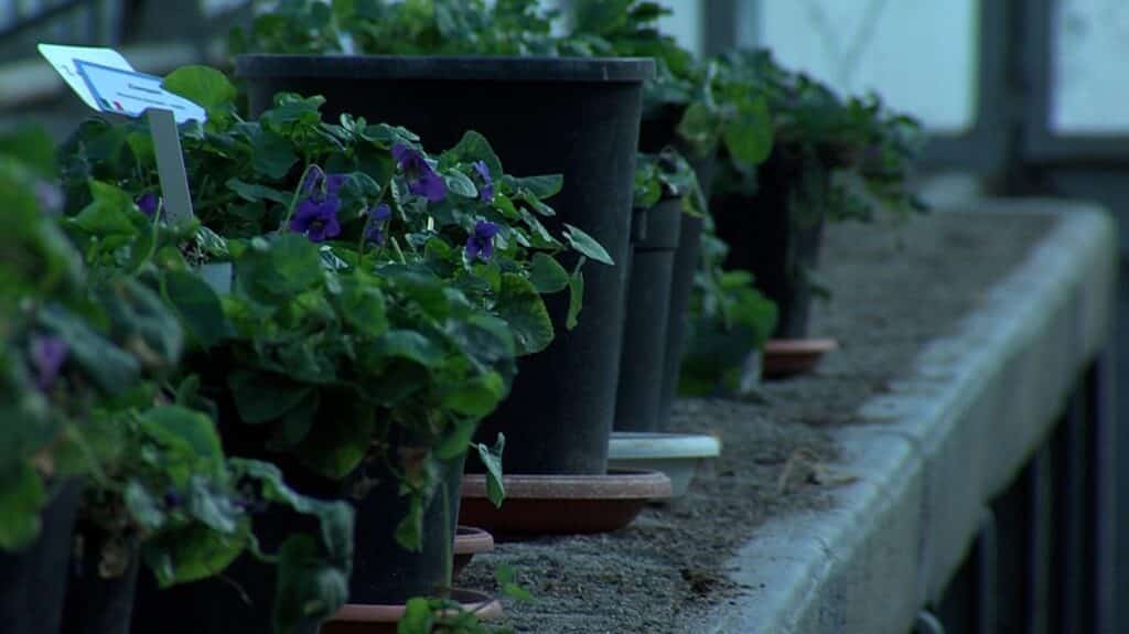 violettes serres municipales Toulouse