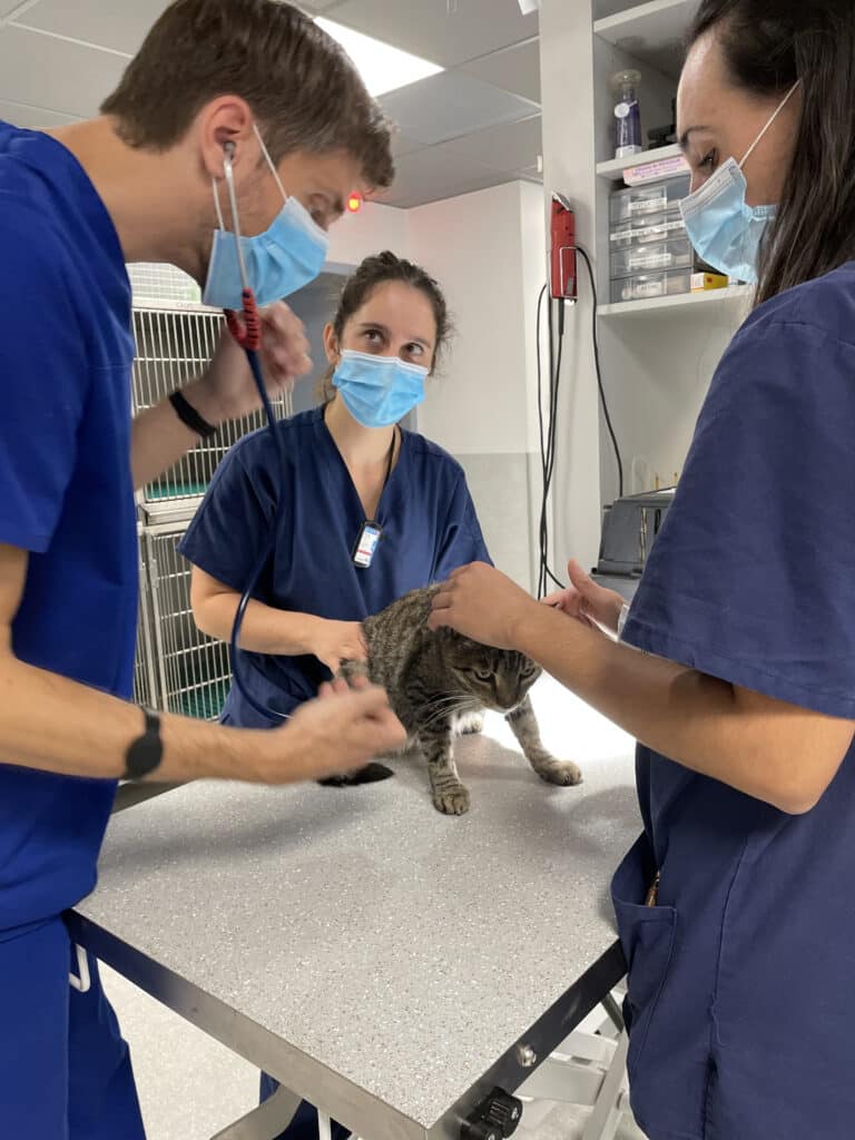 Urgences veterinaires Toulouse 2