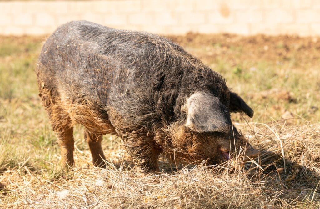 ferme cochons laineux