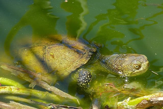 vallée tortues sorède