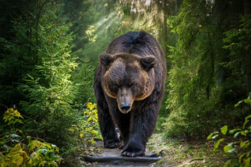 Comment réagir face à un ours en balade dans les Pyrénées ?