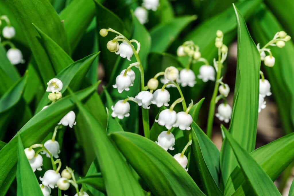 vente muguet règles Gard