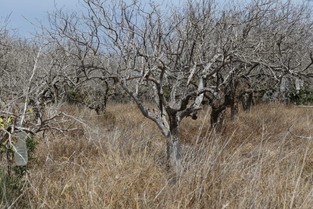 Arbres fruitiers morts