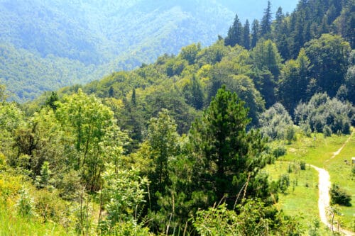 Quel(s) département(s) est le plus boisé d’Occitanie ? (illustration) ©Cartophil / Shutterstock.com