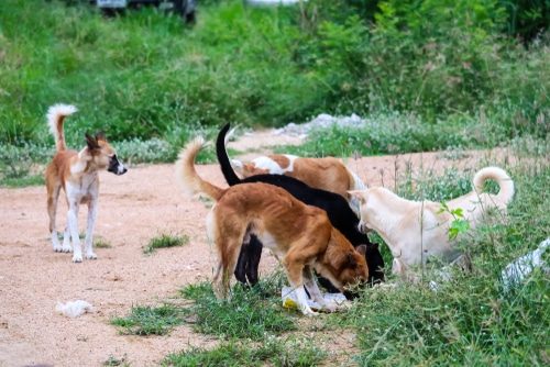 Les chiens errants risquent d'être abattus en Aveyron./ © Darkfoxelixir/Shutterstock.com