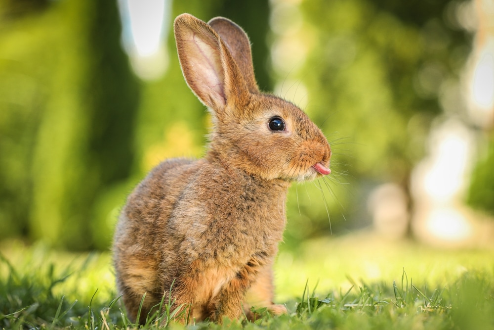 lapins Baillargues