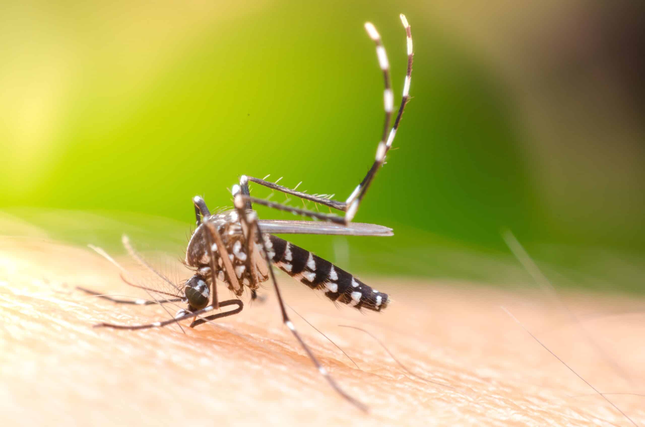 dengue Occitanie moustique tigre