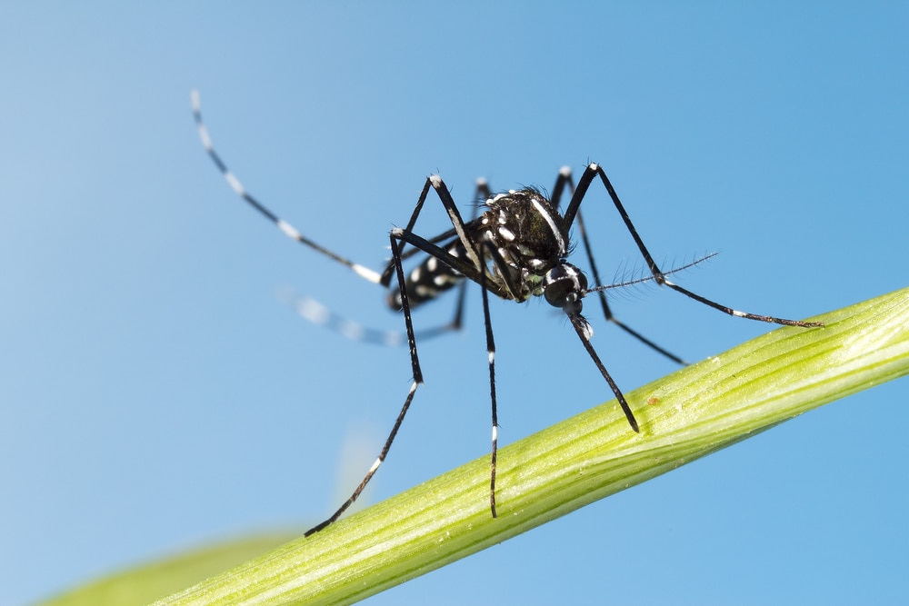 Dengue Pamiers démoustication