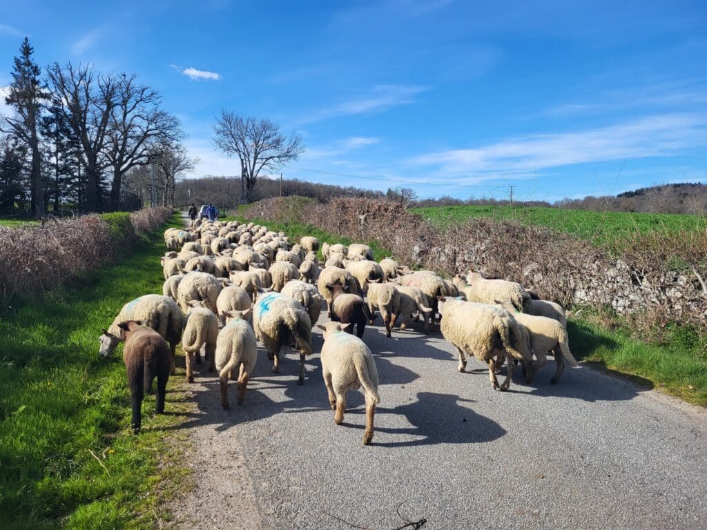 Transhumance 350 brebis