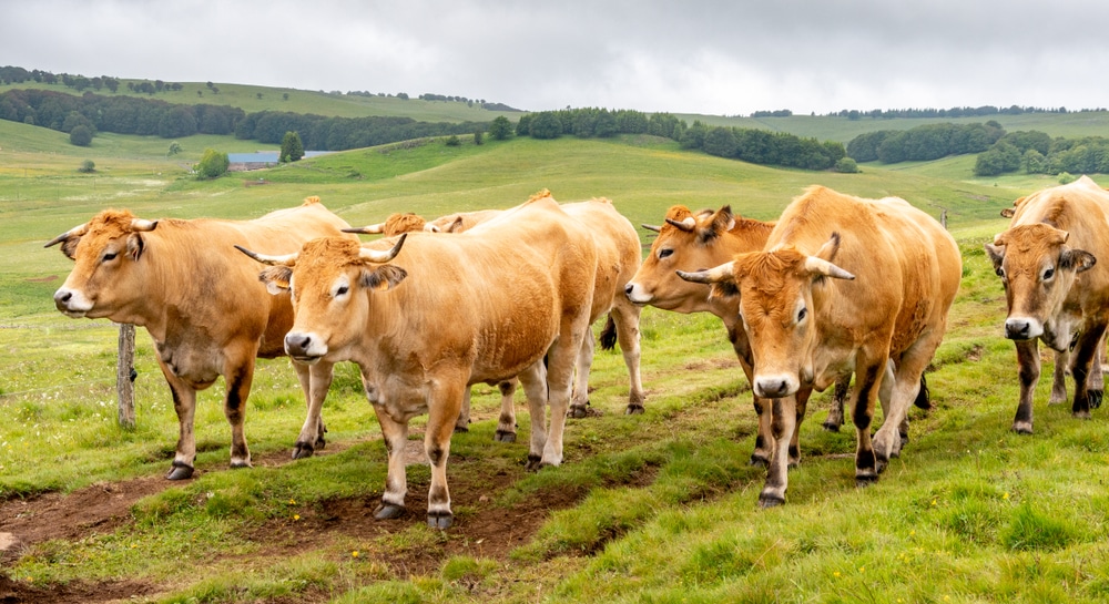 week-end transhumance Aubrac