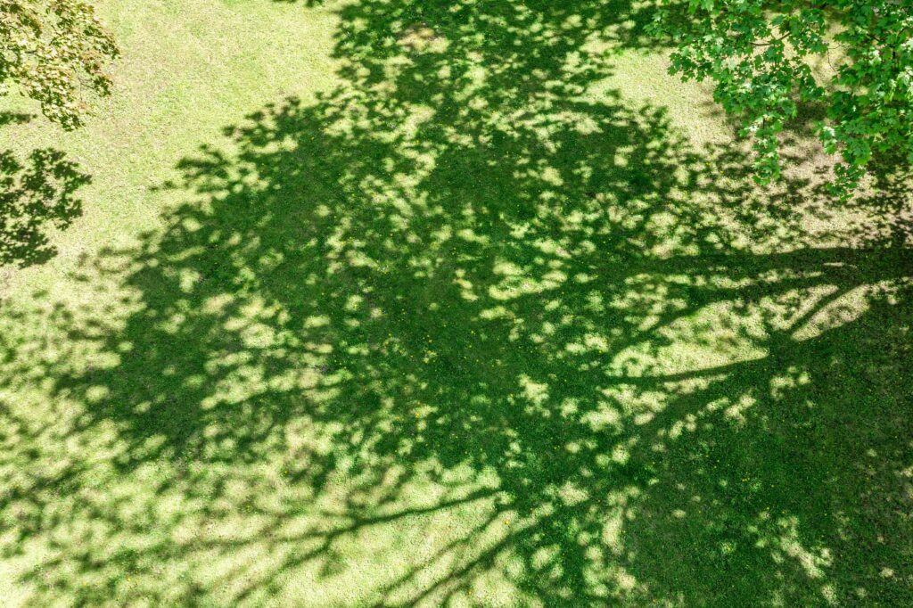parc foucaud Gaillac arbres