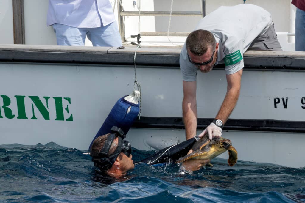 Pour le 50ème anniversaire de la Réserve marine de Banyuls-Cerbère, deux tortues ont été libérées @Réserve marine de Banyuls-Cerbère