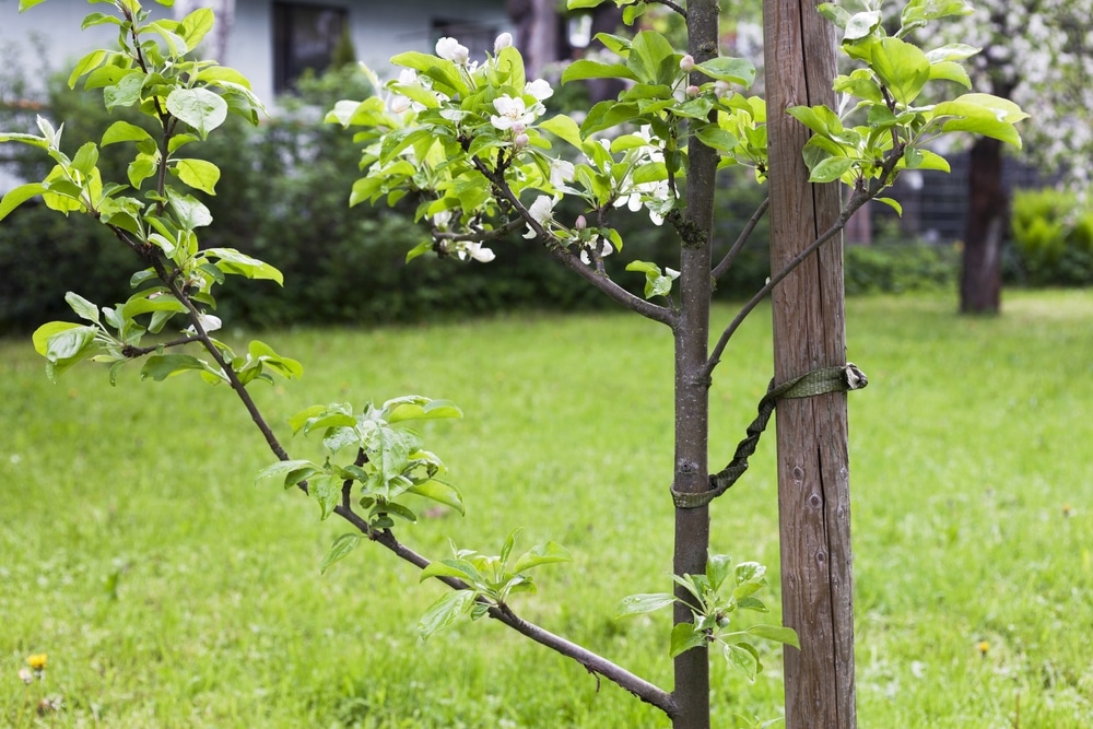 Nogent-sur-Marne arbres