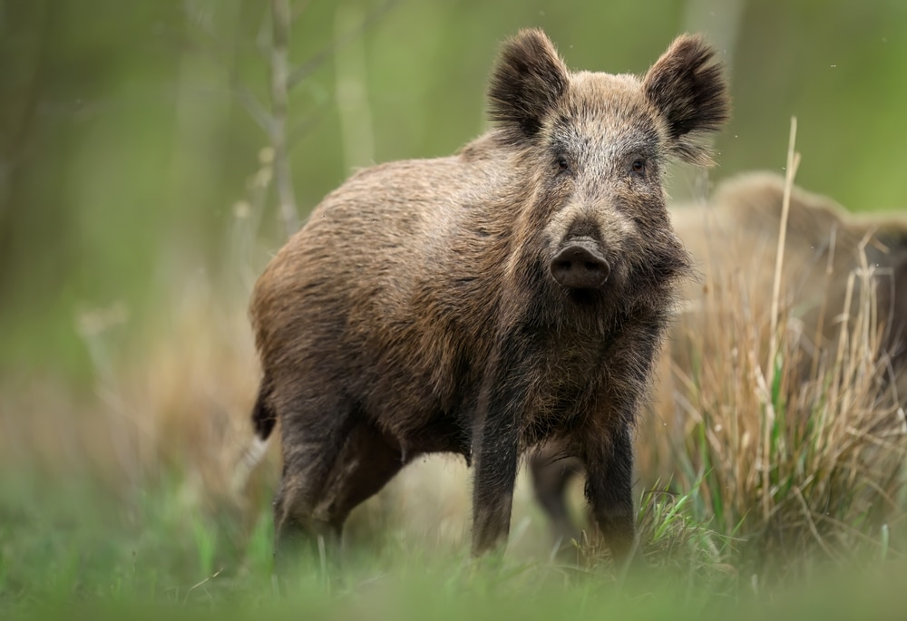 ouverture chasse haute garonne