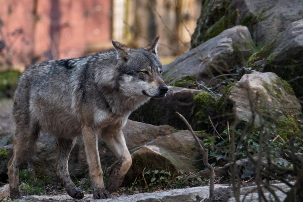 loup Effarouchement Lauragais