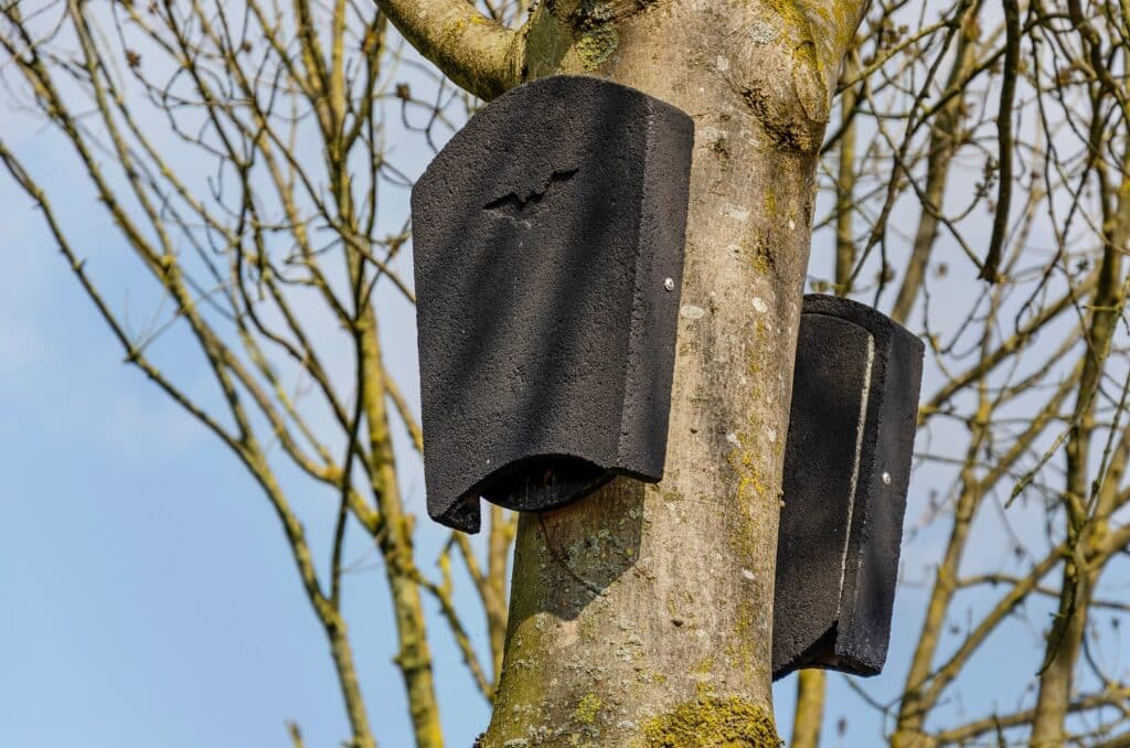 nichoir abris chauve-souris