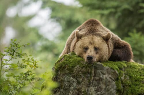 Dormez avec un ours en Occitanie