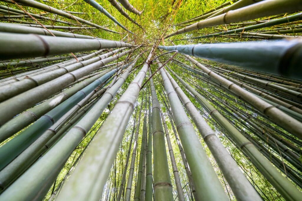 Jardin de bambou en Occitanie