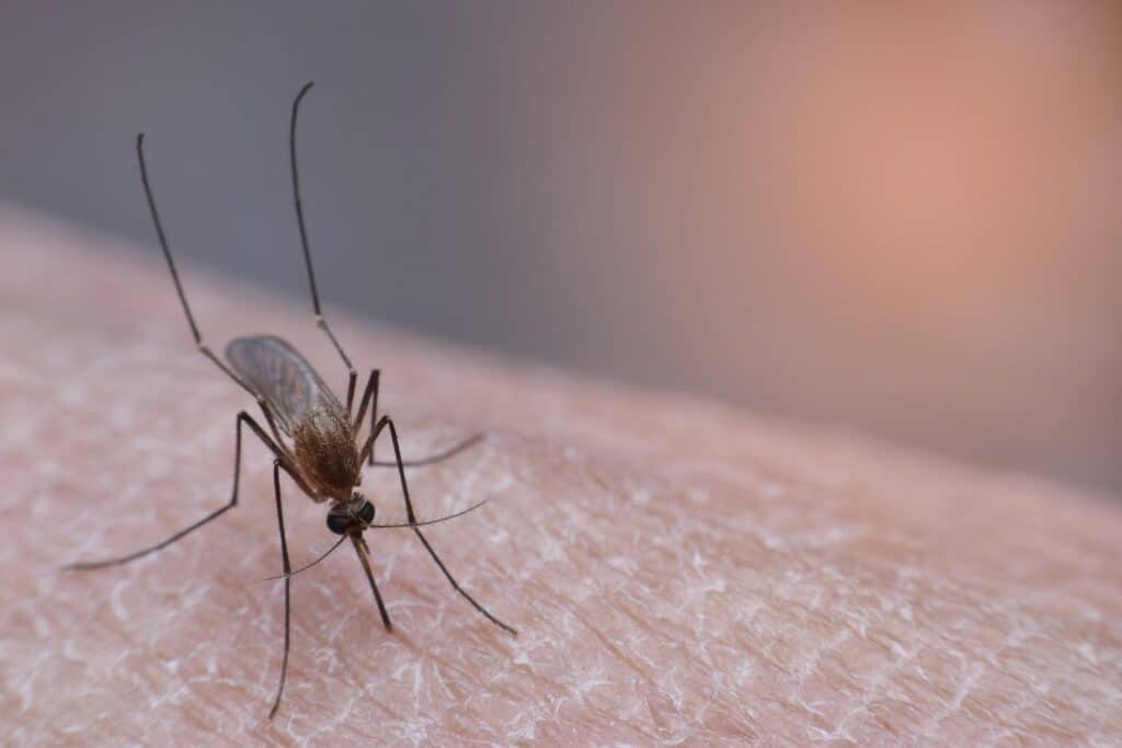 moustique culex classique Hérault West Nile