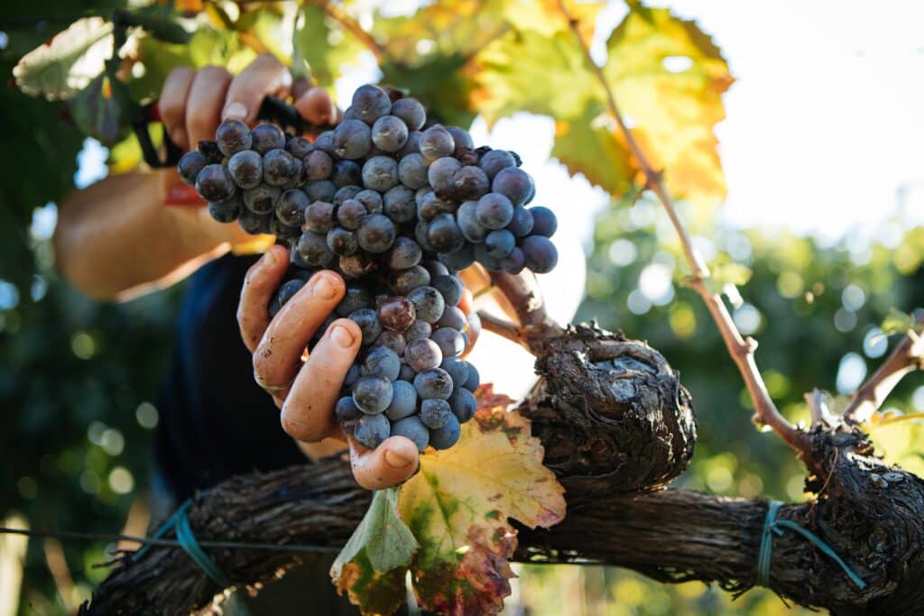 Les vendanges constituent un moment fort de l'automne aveyronnais.