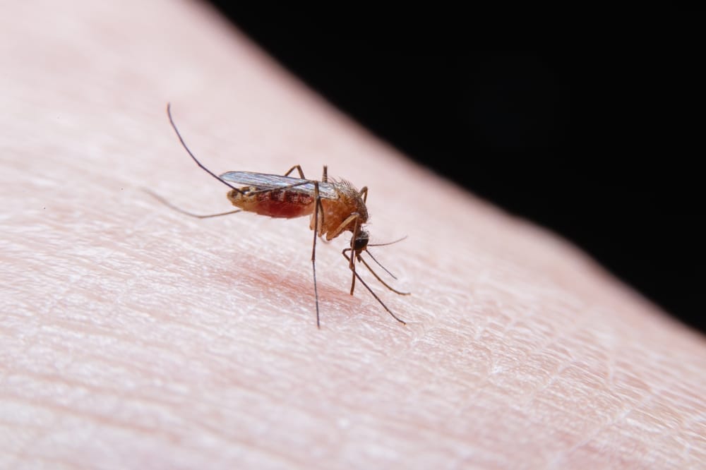 virus West Nile