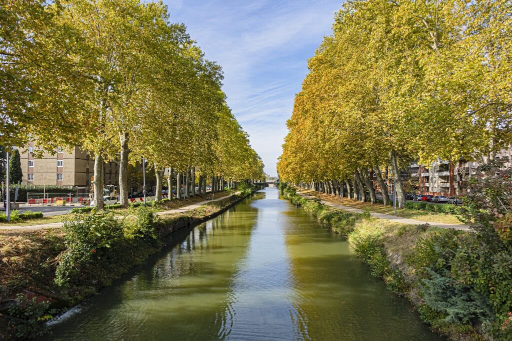 chancre coloré Toulouse platane