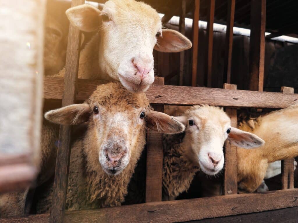 Groupe-de-moutons