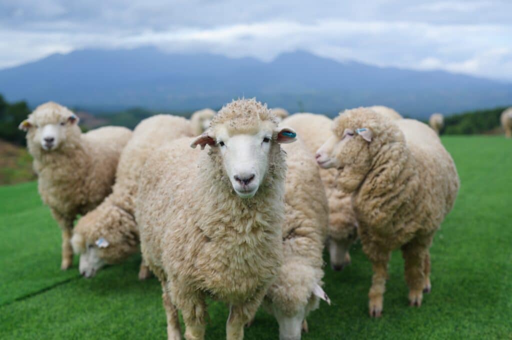 Moutons-dans-un-champ