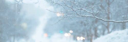 Neige-sur-un-arbre