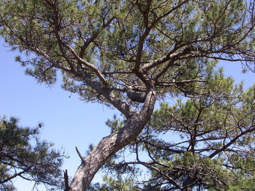Ardèche Pin Salzmann Nature