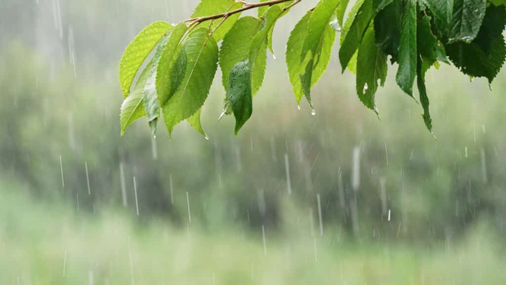 Pluie-abondante