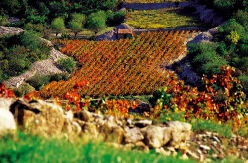 Vignoble au pied du pic Saint Loup dans l'Hérault.