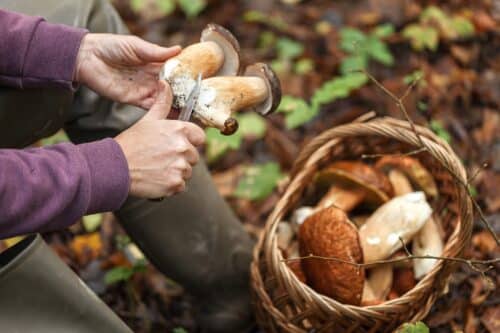 cueillette champignons