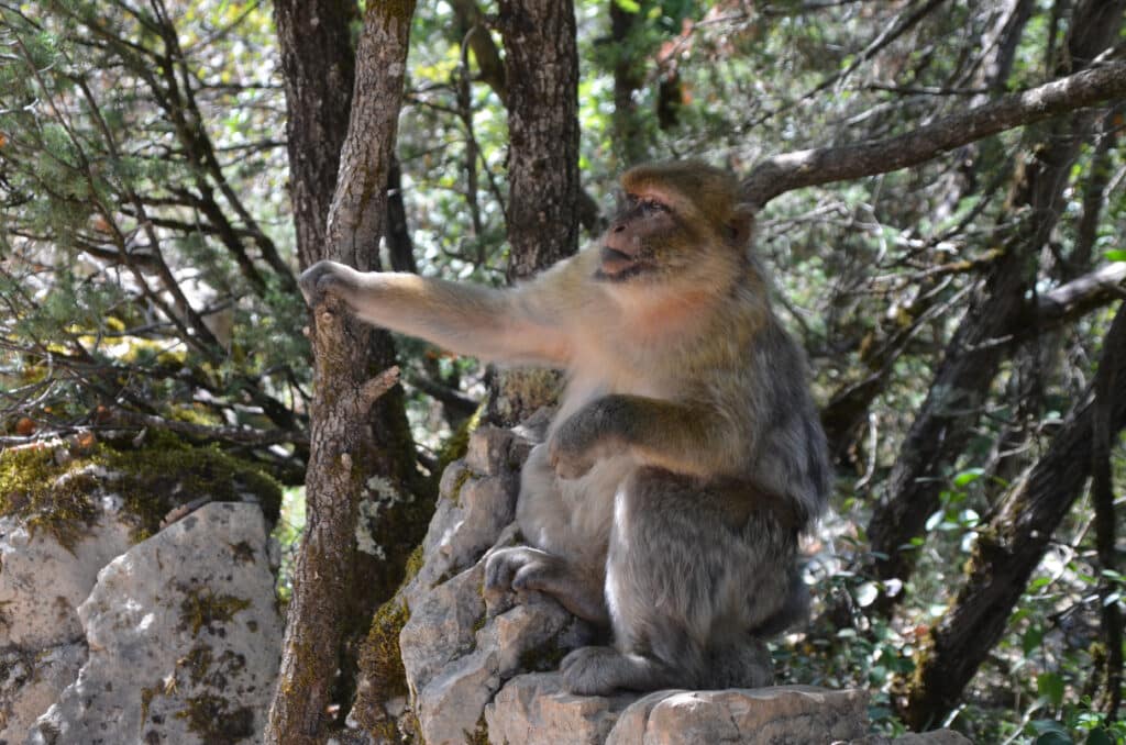 La forêt des singes, à Rocamadour, vise à sauvegarder le macaque de Barbarie.
