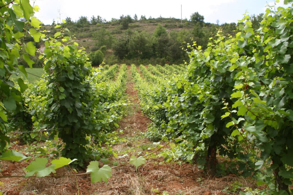 L'Hérault offre la possibilité d'allier randonnée et dégustation de vin.