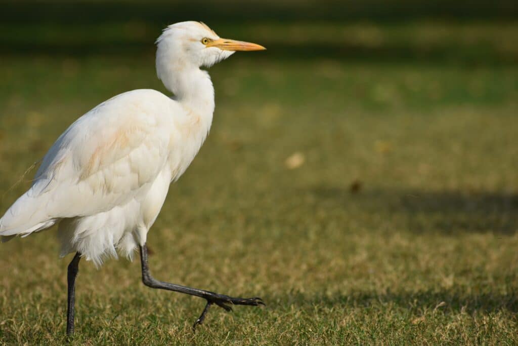 La réserve de Cambounet-sur-le-Sor, idéale pour l'observation des oiseaux dans le Tarn.