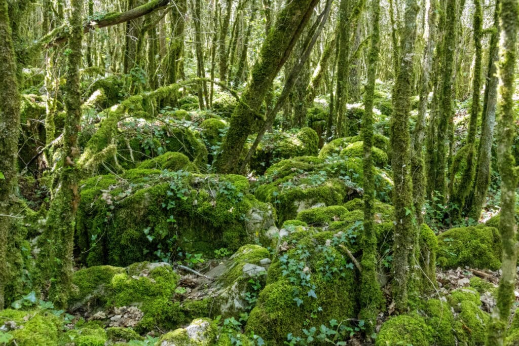 Labyrinthe Aude