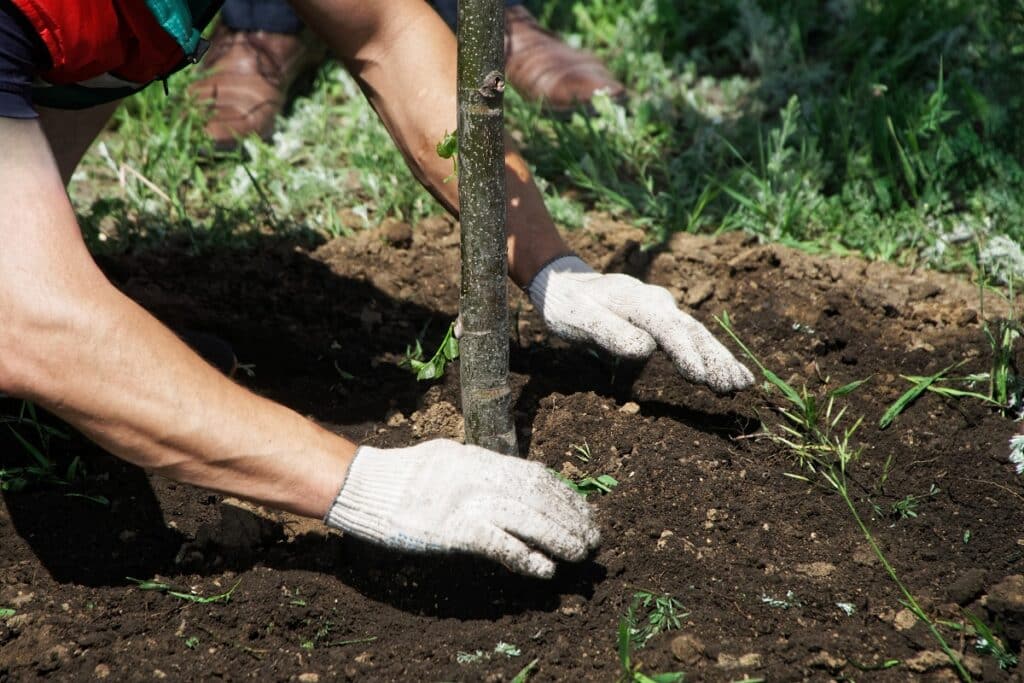 plantation arbre 100 000 Toulouse