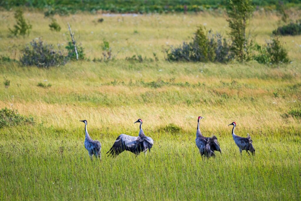 grippe aviaire hautes pyrénées