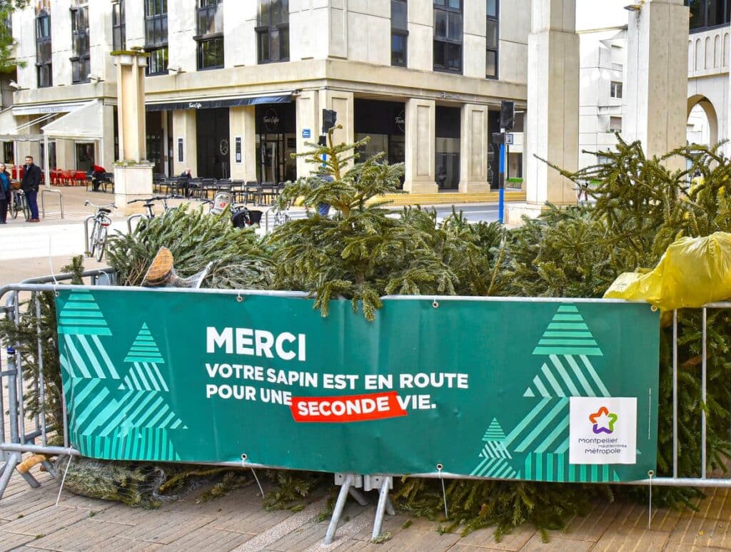 sapin montpellier