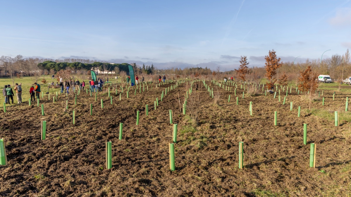 Une plantation d'arbres aux Argoulets, à Toulouse.