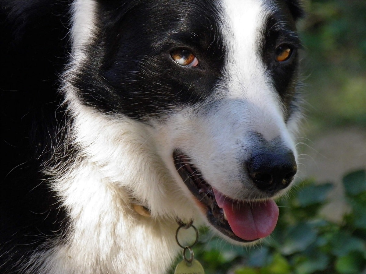 chien