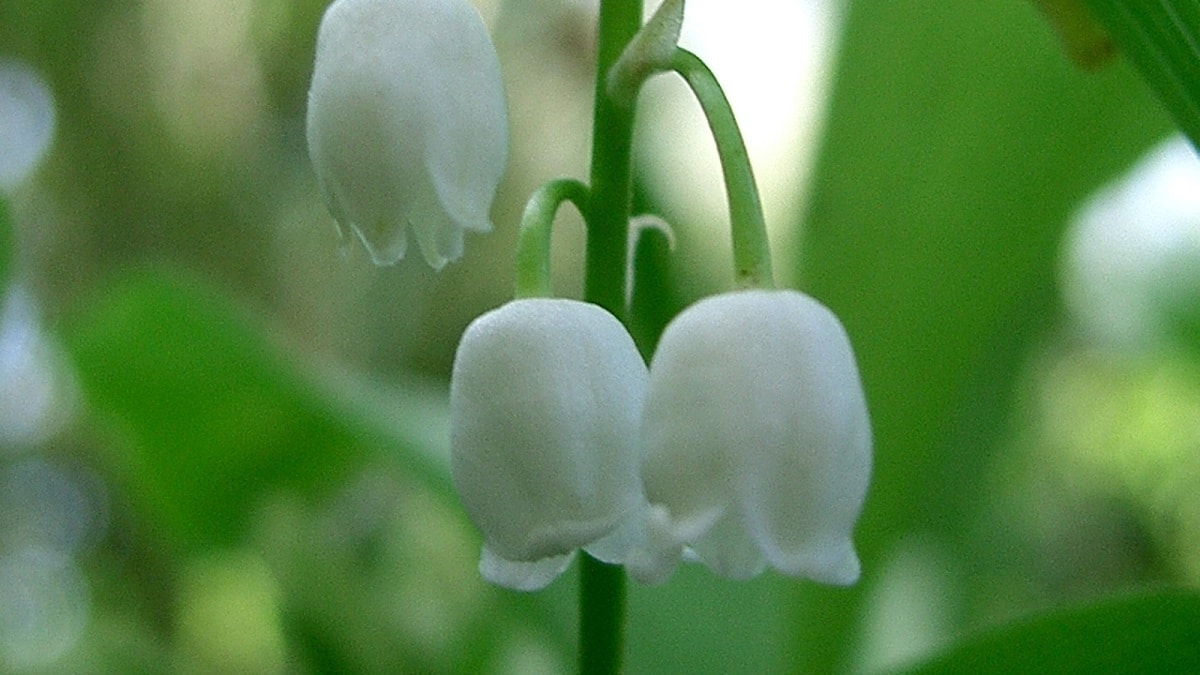muguet gros plan photo personnelle PRA