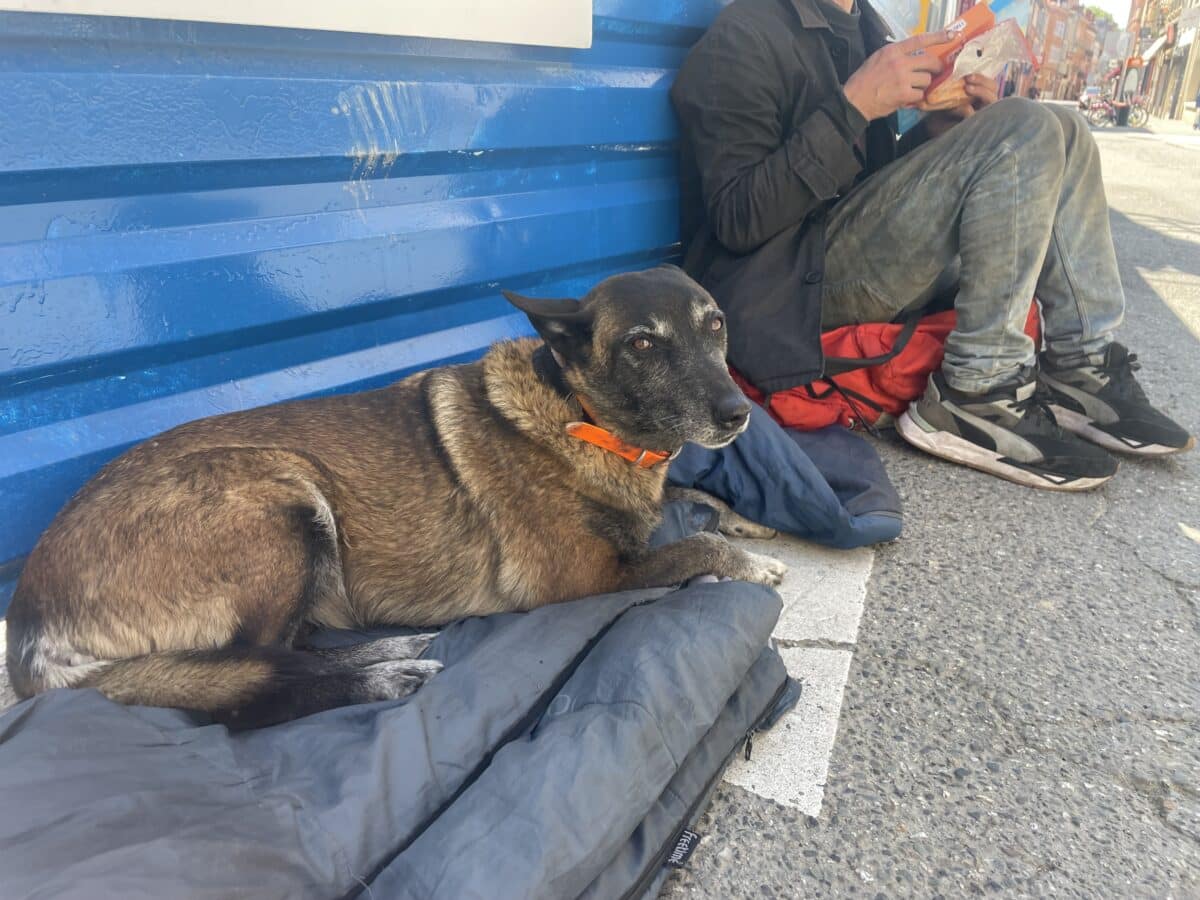 75% des sans abris toulousains sont accompagnés de leur chiens. Crédit Photo : Meïssa Hadjeb