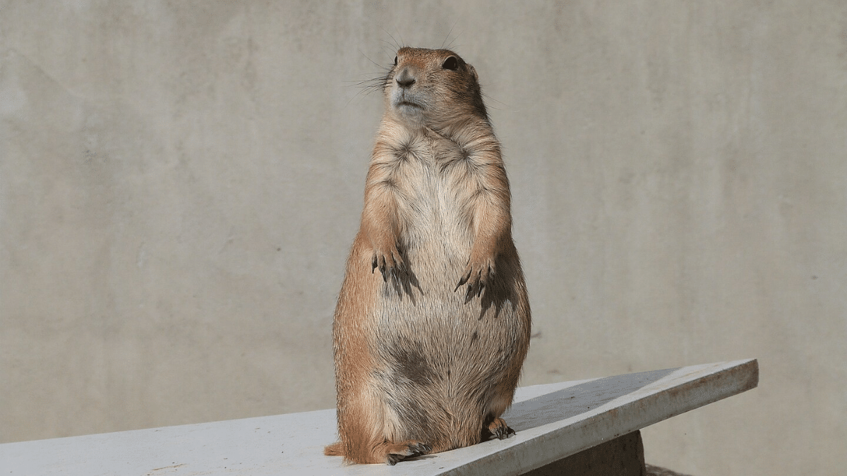 parcs animaliers Aveyron