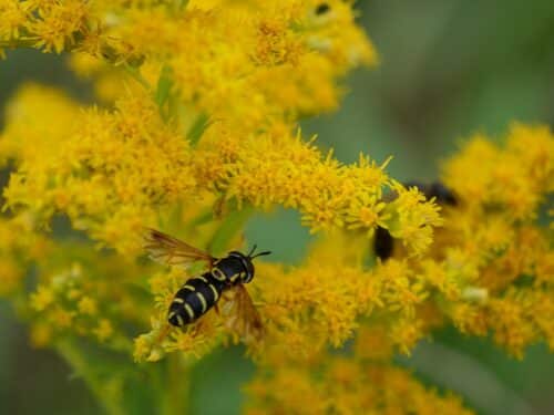 Les abeilles, premières victimes de la guerre entre usage des pesticides et préservation de la biodiversité. Crédit Photo : Oder südlich von Forst CC BY SA