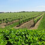Vignes à Réans dans le Gers