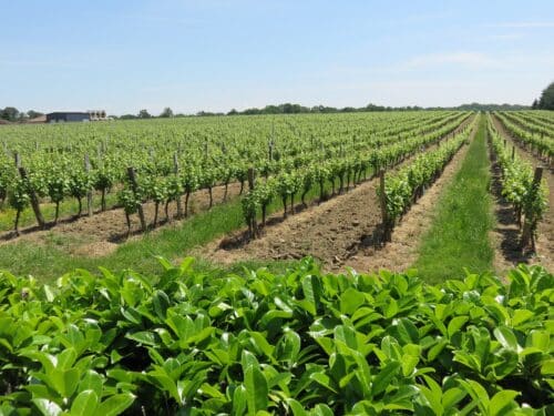 Vignes à Réans dans le Gers