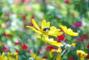Les abeilles, premières victimes des néonicotinoïdes. © Luc Salles-Cazeaux